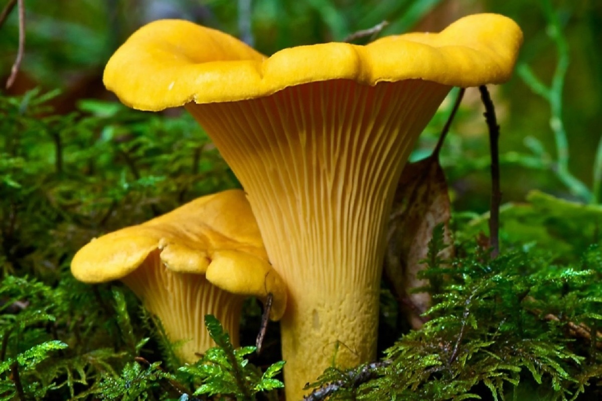 Pilze und Hexenbutter – Pilze wachsen in Sachsen