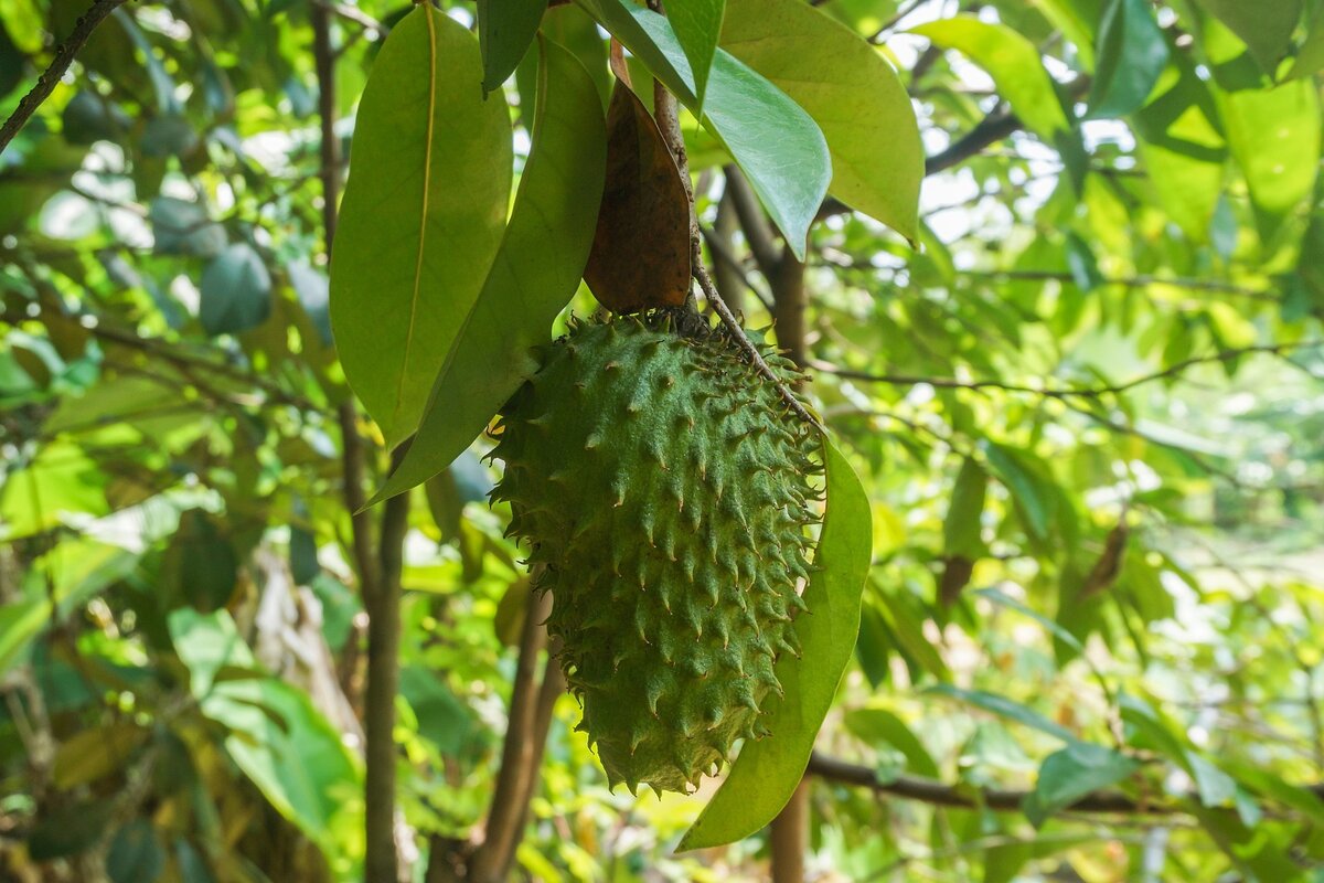 Der Saft dieser Früchte lindert Müdigkeit und hilft bei Verdauungsstörungen. Allerdings ist er nicht für jeden geeignet.
