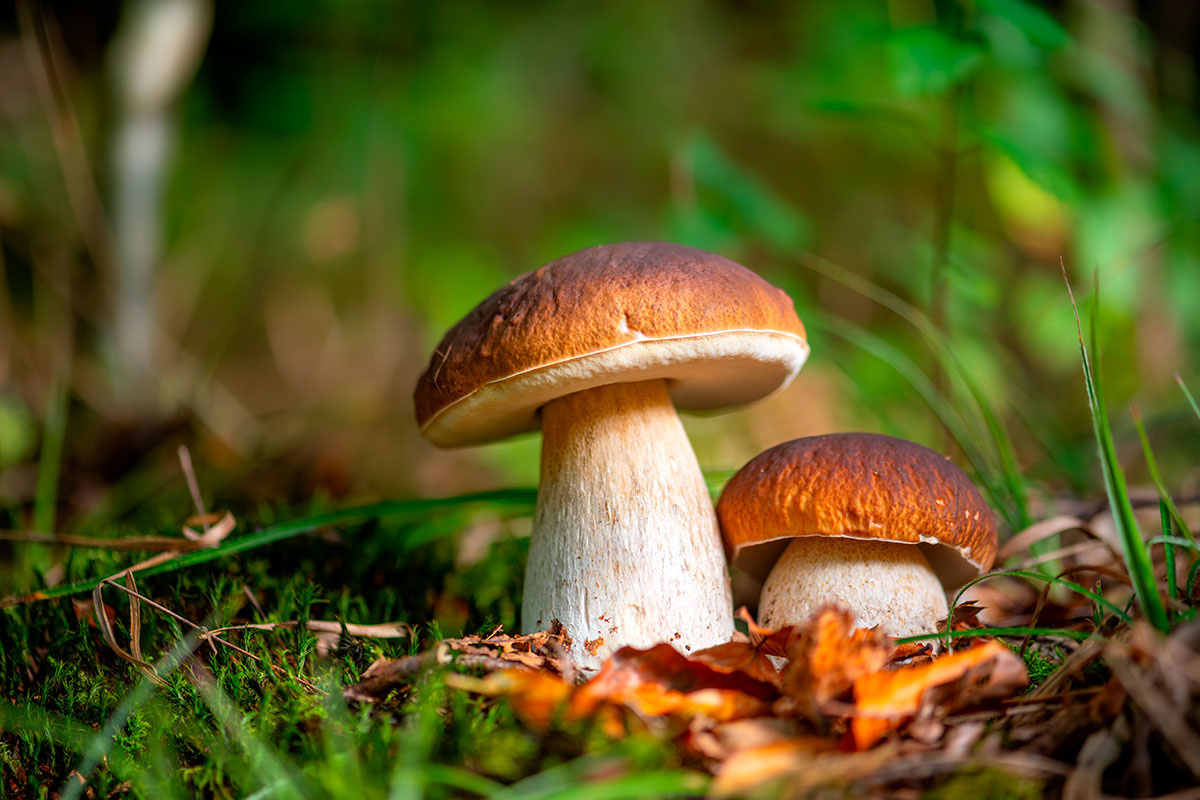 Pilze und Hexenbutter – Pilze wachsen in Sachsen